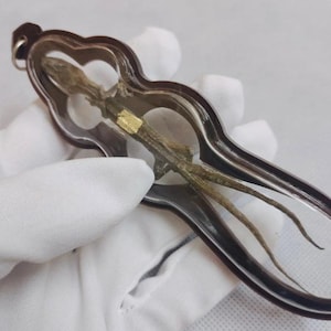 May include: A silver-toned nutcracker with a decorative, curved design, holding a preserved lizard. The lizard is a muted green-brown color, with a small gold accent. The nutcracker is held by a person wearing white gloves.