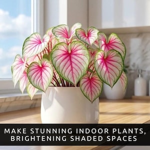 May include: A potted plant with large, heart-shaped leaves. The leaves are primarily pink with white veins and green edges. The plant is in a white ceramic pot, sitting on a wooden surface. The text at the bottom reads: MAKE STUNNING INDOOR PLANTS, BRIGHTENING SHADED SPACES.