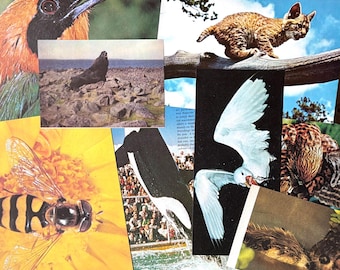 May include: A collage of various images featuring wildlife. Includes a bird with orange and black feathers, a seal on rocks, a bobcat on a branch, a bee on a yellow flower, a killer whale jumping, and a white bird.