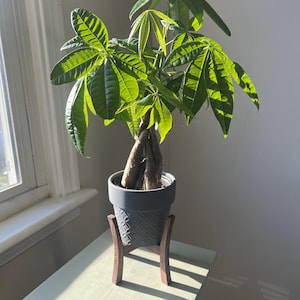 May include: A green potted plant with a braided trunk in a gray pot with a decorative pattern. The pot is on a wooden stand.
