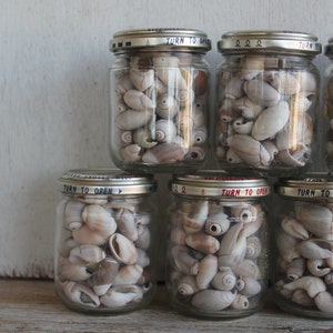 May include: A collection of glass jars filled with various seashells. The jars have silver lids with the text "TURN TO OPEN" in blue. The shells are primarily white and tan, creating a natural, coastal theme.