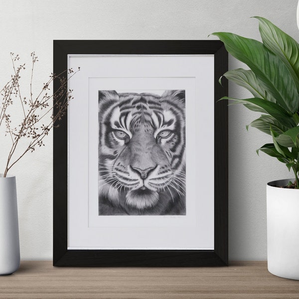 Indian Bengal Tiger Print | Big Cat Pencil Drawing | A3 size | Based on Original Artwork | Signed by artist Jerri Rose |