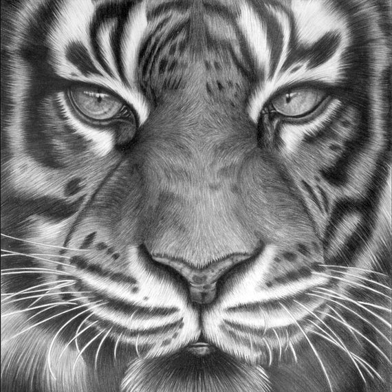 Indian Bengal Tiger Print Big Cat Pencil Drawing A3 Size - Etsy