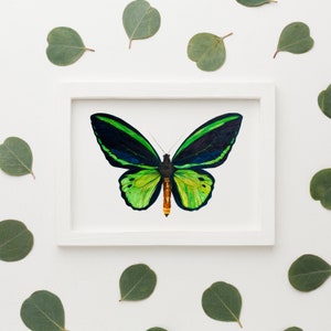 An A5 Watercolour Painting of a Common Green Birdwing (Ornithoptera priamus) Butterfly framed in a white frame laying on a white surrounded with green leaves. The grass green colours contast with the dark inky blue patches.