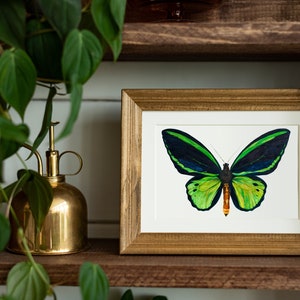 An A5 Watercolour Painting of a Common Green Birdwing (Ornithoptera priamus) butterfly framed in a gold frame on a shelf. The brown shelf also has a bronze coloured water sprayer and a plant trailing down.