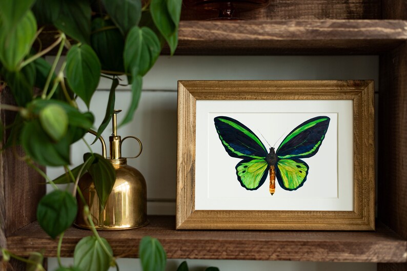An A5 Watercolour Painting of a Common Green Birdwing (Ornithoptera priamus) butterfly framed in a gold frame on a shelf. The brown shelf also has a bronze coloured water sprayer and a plant trailing down.