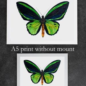 A comparison photograph of the difference between the A4 and A5 versions of the watercolour butterfly painting. The photographs show an example of the bright, detailed painting without a mount in a white frame. The frames are on a dark background.