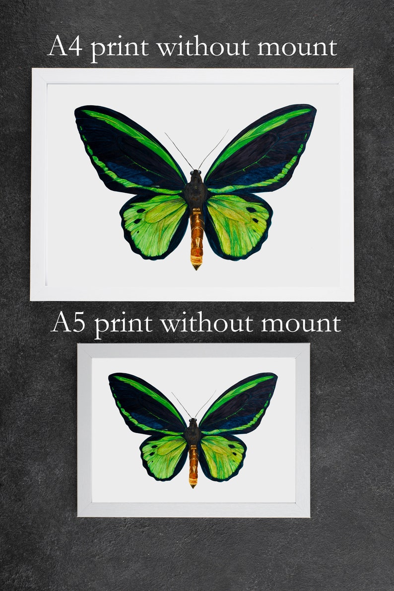 A comparison photograph of the difference between the A4 and A5 versions of the watercolour butterfly painting. The photographs show an example of the bright, detailed painting without a mount in a white frame. The frames are on a dark background.