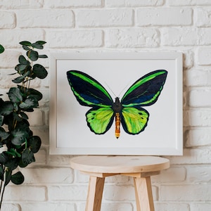A saturated & brightly coloured A4 Watercolour Painting of a Common Green Birdwing (Ornithoptera priamus) butterfly framed in a white frame against a white brick wall. The painting sits on a wooden stool with a dark green plant besides it.