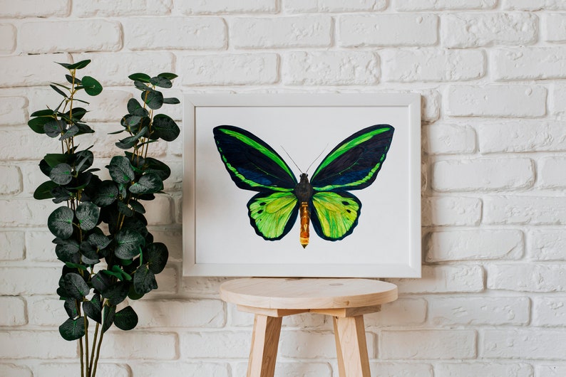 A saturated & brightly coloured A4 Watercolour Painting of a Common Green Birdwing (Ornithoptera priamus) butterfly framed in a white frame against a white brick wall. The painting sits on a wooden stool with a dark green plant besides it.