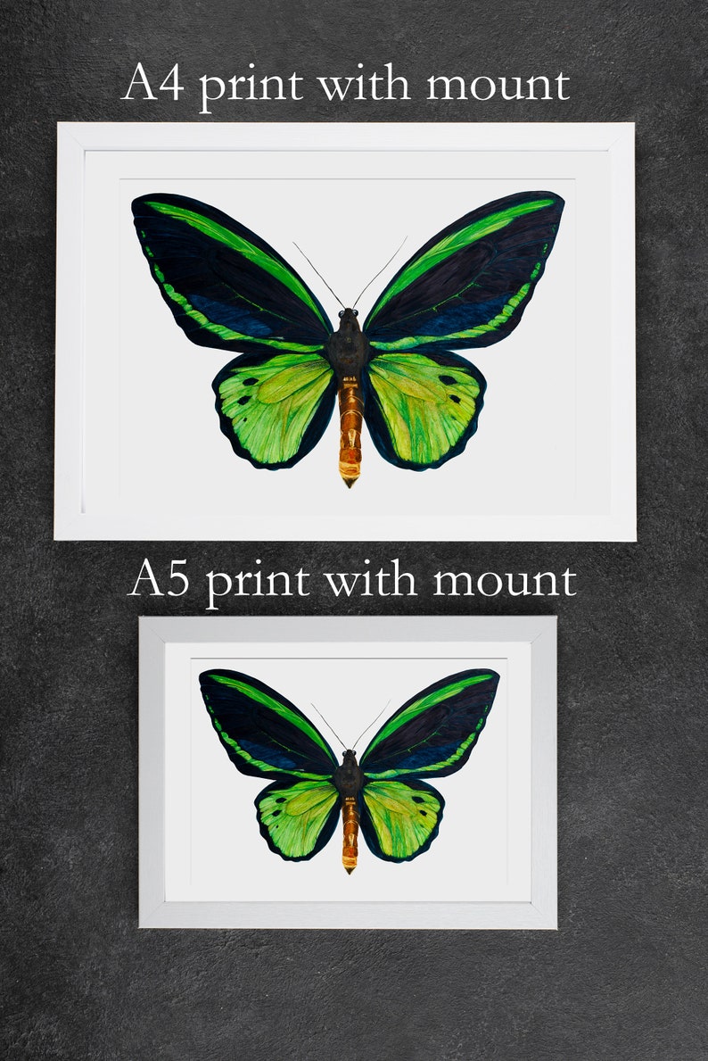 A comparison photograph of the difference between the A4 and A5 versions of the watercolour butterfly painting. The photographs show an example of the bright, detailed painting with a mount in a white frame. The frames are on a dark background.