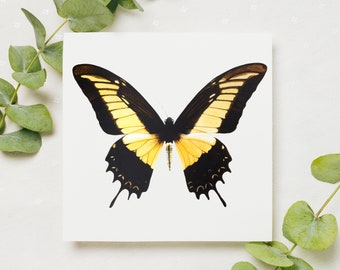Queen Swallowtail Butterfly Blank Grußkarte von Original Aquarell Kunstwerk von Künstler Jerri Rose
