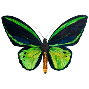 A detailed, brightly coloured watercolour painting of a Common Green Birdwing (Ornithoptera priamus). The grass green highlights on the wing contast with the inky blue of the shadows. The luminous, vibrant & vivid artwork is on a white background.