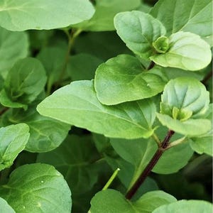 Puede incluir: Primer plano de hojas verdes vibrantes con una superficie ligeramente texturizada. Las hojas, de forma ovalada, están dispuestas alrededor de un tallo marrón rojizo oscuro. La imagen muestra la belleza natural de la planta, enfocándose en su aspecto fresco y saludable.