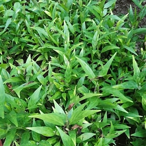 Può includere: Primo piano di un gruppo di piante verdi con foglie lunghe e appuntite. Le foglie sono di un verde vibrante, con alcune variazioni di tonalità. Le piante sembrano crescere fitte, creando una superficie lussureggiante e strutturata.