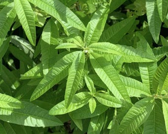 Lemon Verbena