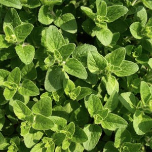 Greek Oregano