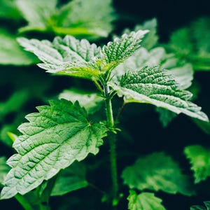 Peut inclure: Gros plan sur des feuilles de plante d'ortie d'un vert vif. Les feuilles présentent une surface texturée avec des bords dentelés, et la tige de la plante est visible. L'image est bien éclairée, mettant en valeur les détails de la plante sur un fond flou.
