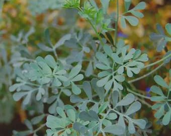 Planta viva de ruda (hierba de ruda)