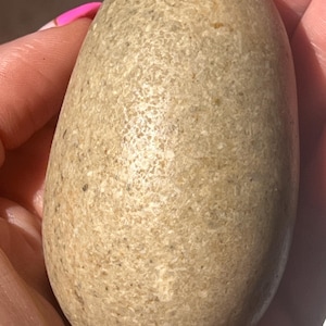beautiful natural fossil egg,rare find
