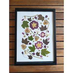 Herbier, tableau végétal encadré