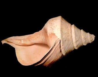 Horse Conch Large Shell