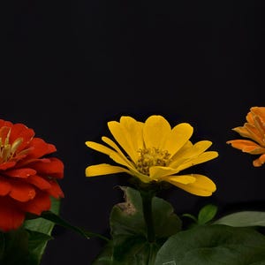 Zinnia Trio Fine Art Print – Red Yellow Orange Flower Photography, Botanical Wall Art, Vibrant Floral Nature Decor