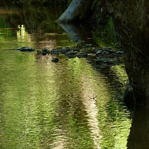 Green Stream Reflections Fine Art Print – Tranquil Forest Creek Wall Art, Nature Photography for Relaxing Home or Office Decor