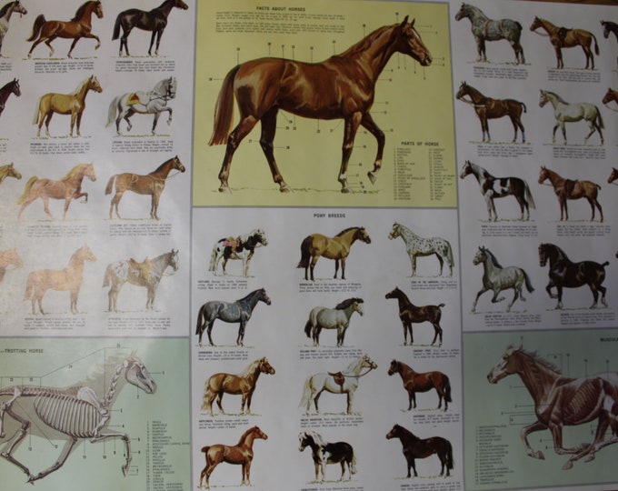 Sam Savitt Ink Drawing of Wild Horses and Colts on Suede Etsy