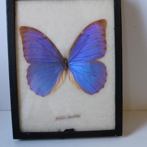 May include: A framed Morpho Anaxibia butterfly specimen with iridescent blue wings and brown edges, displayed against a cream-colored background within a black rectangular frame. A small white label with the text Morpho Anaxibia is attached.