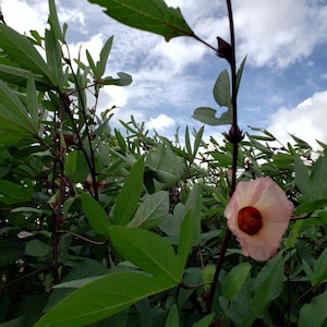 Sorrel Seeds