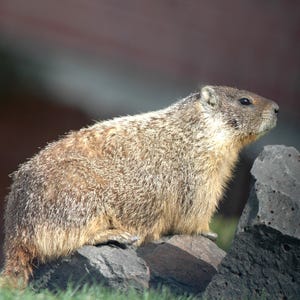 Marmot - digital