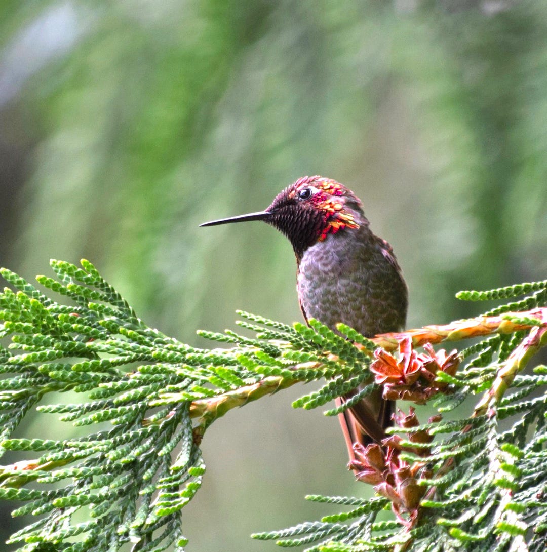 Ruby Red Throat - Digital Download - Etsy
