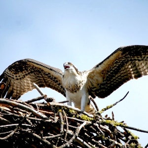 Könnte beinhalten: Ein brauner und weißer Fischadler mit ausgebreiteten Flügeln, der auf einem Nest aus Stöcken und Ästen vor blauem Himmel sitzt.