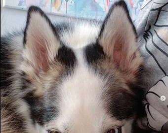 May include: Close-up of a husky dog's face with one blue eye and one brown eye. The dog has black and white fur and is lying down.