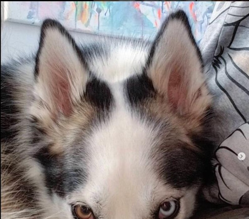 May include: Close-up of a husky dog's face with one blue eye and one brown eye. The dog has black and white fur and is lying down.