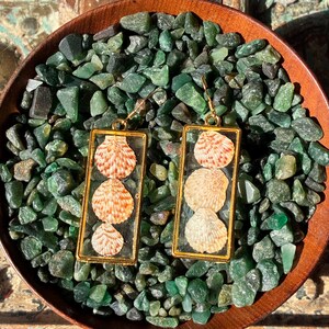 Könnte beinhalten: Ein Paar rechteckige Ohrhänger mit goldfarbenen Metallrahmen. Jeder Ohrring enthält drei kleine, hellbraun und weiß gemusterte Muscheln, die in transparentem Harz eingeschlossen sind. Sie hängen an einfachen Metallhaken.