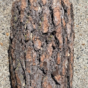 May include: Close-up of a section of tree bark. The bark is a mix of brown, tan, and gray tones, with a rough, textured surface. Small patches of green moss are visible. The bark appears to be from a mature tree, possibly used for rustic decor.