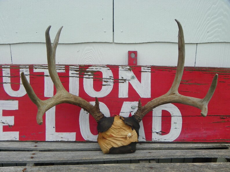 No 013 Nine Point Mule Buck Deer Antlers Perfect Skull for Collection Gift Arts Crafts Religious Ceremonies Vintage