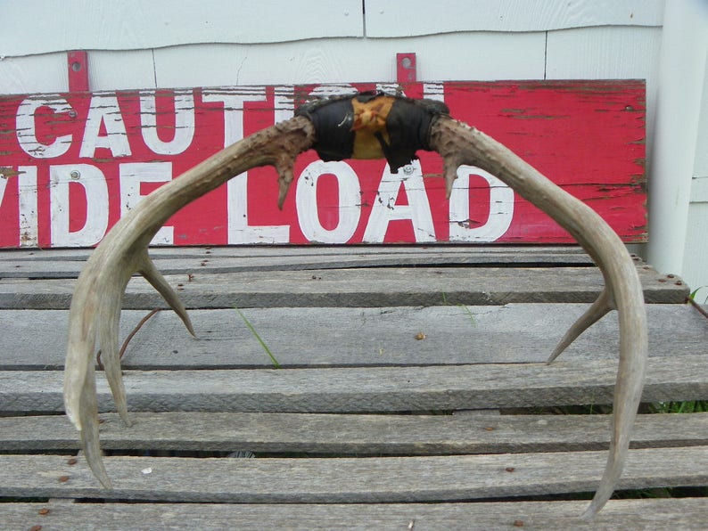 No 013 Nine Point Mule Buck Deer Antlers Perfect Skull for Collection Gift Arts Crafts Religious Ceremonies Vintage