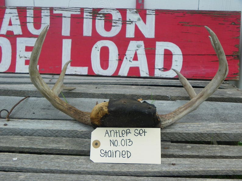 No 013 Nine Point Mule Buck Deer Antlers Perfect Skull for Collection Gift Arts Crafts Religious Ceremonies Vintage