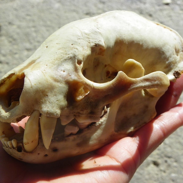 Cruelty Free - Badger No. 104 - Taxidermy Religious Educational Magic Taxidea taxus Animal Mammal Real Life Death Curio Curiosity Cabinet