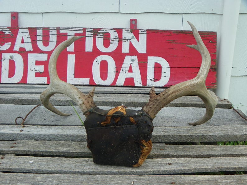 No 013 Nine Point Mule Buck Deer Antlers Perfect Skull for Collection Gift Arts Crafts Religious Ceremonies Vintage