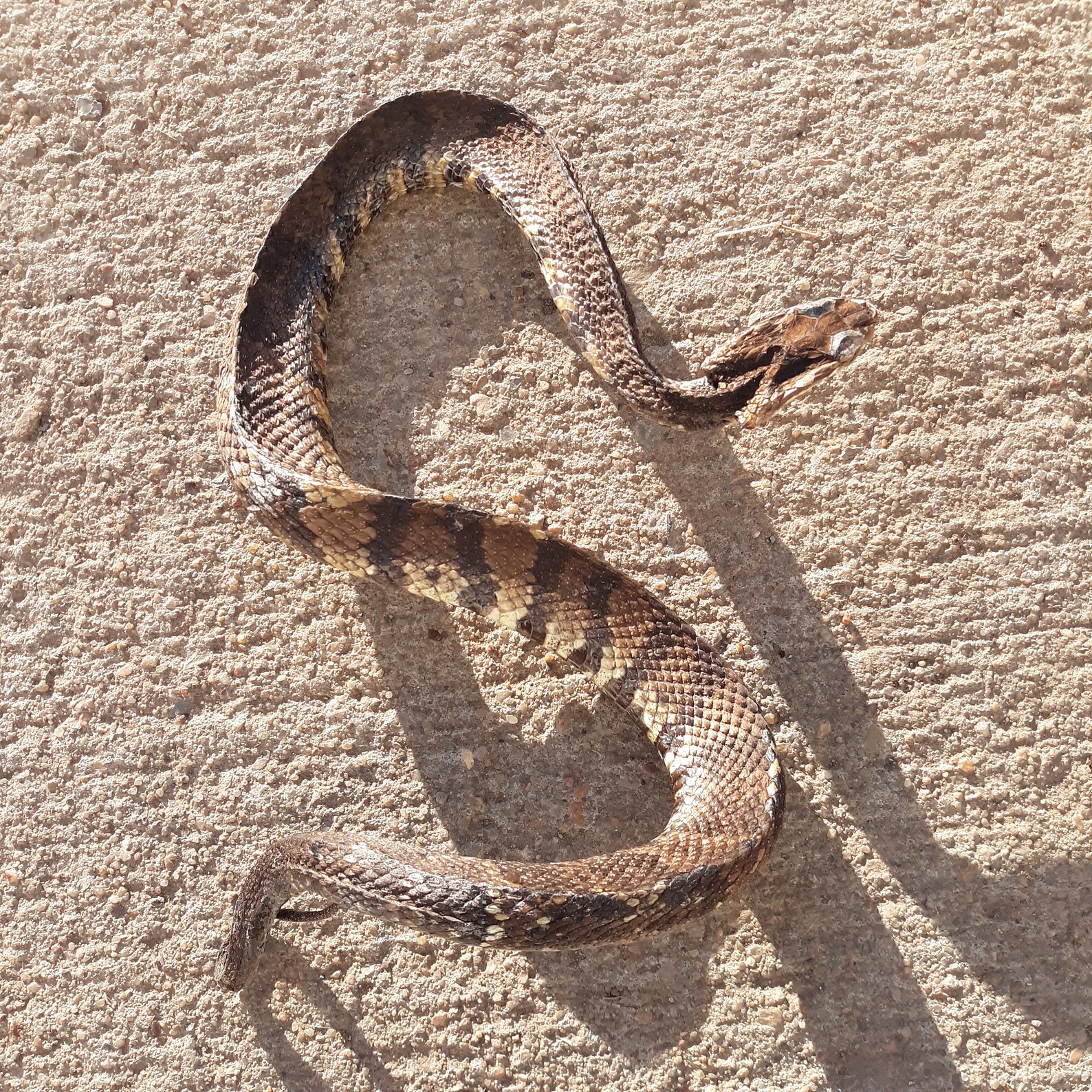 Cruelty Free Mexican Ground Pit Viper Cantil Taxidermy Etsy