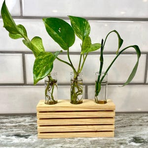 Puede incluir: Una estación de propagación de madera con tres tubos de vidrio, cada uno con un esqueje de planta diferente. Los esquejes tienen hojas verdes y están en agua. La base de madera está hecha de madera clara apilada.