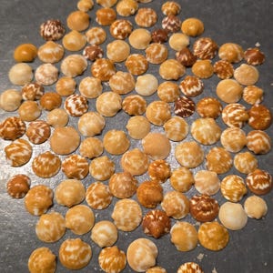 Sunburst Spectral Bittersweet Clam Shells Tiny Micro Miniature Craft Collectible Gulf Beach Coastal Decor 100+ Quantity