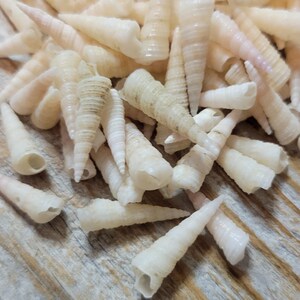 Puede incluir: Un montón de pequeñas conchas blancas con forma de espiral. Las conchas están dispuestas en un patrón aleatorio sobre una superficie de madera.