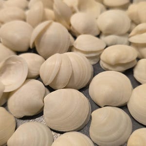 May include: A collection of small, off-white bivalve seashells scattered together. Each shell features a smooth, rounded exterior with subtle concentric growth lines and a curved shape. The shells vary slightly in size and orientation, showing both the convex outer surfaces and the concave inner cavities of the open valves.