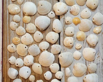 May include: A collection of over 100 small, white seashells with a hole drilled through each one. The shells are arranged in rows on a wooden surface.