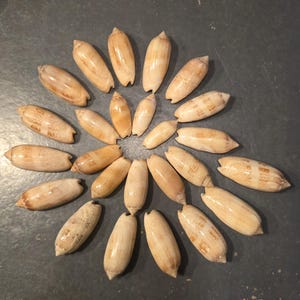 Lote de 25 conchas de oliva con letras de la Costa del Golfo, de 3,8 cm a 6,3 cm, decoración costera para bodas en la playa.